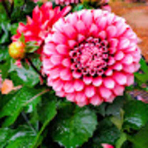 Meet your Posher, Kelley